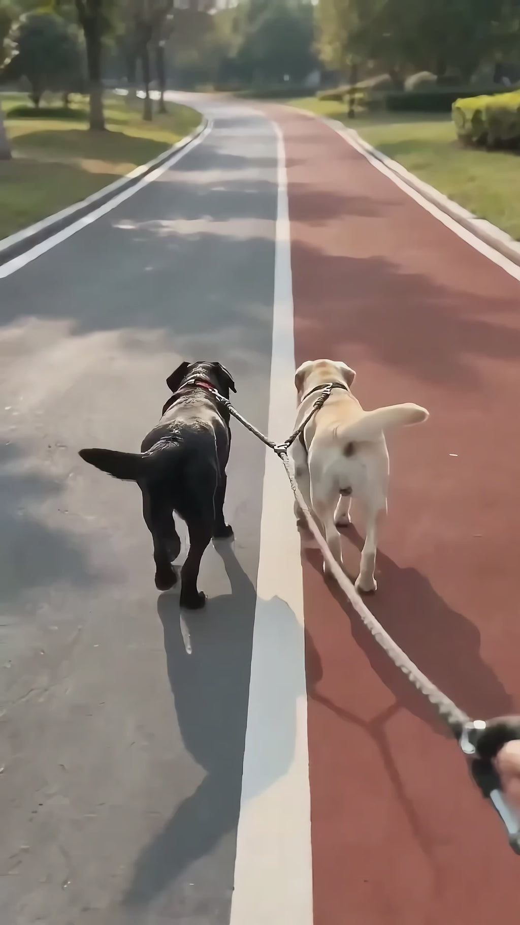 Walking two dogs with the Heavy Duty Dual Dog Leash — tangle-free V design, 360 swivel, reflective